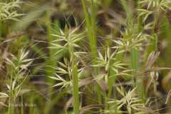 Jansenella griffithiana